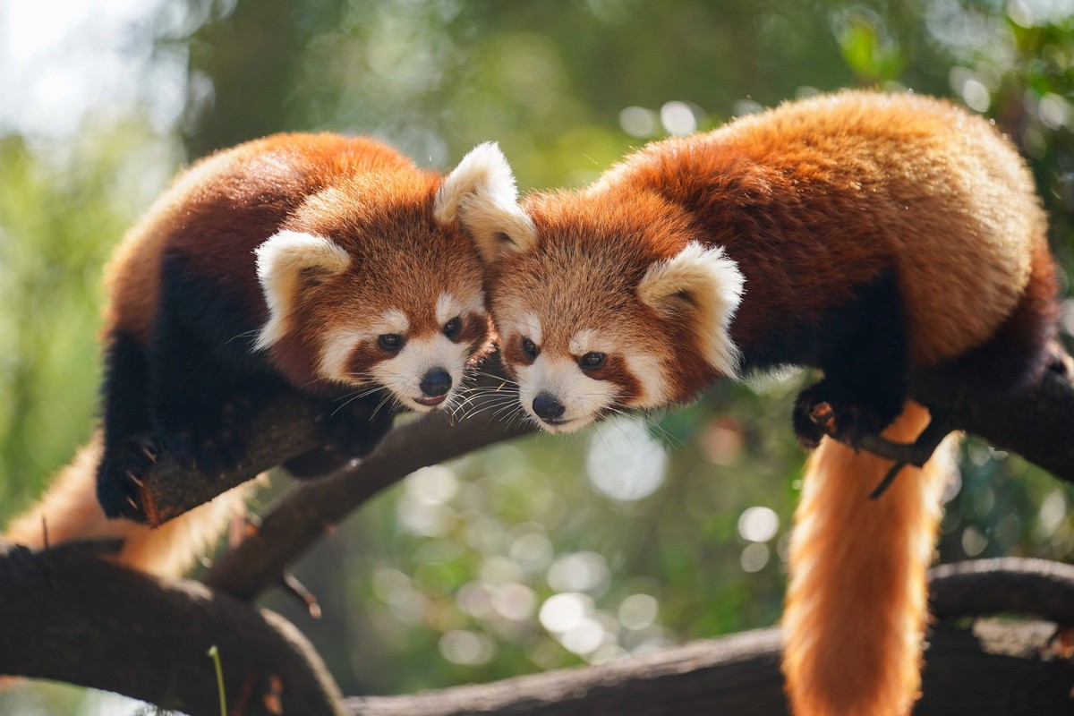Entertainment Themen der Woche KW01 Entertainment Bilder des Tages KUNMING, CHINA - JANUARY 03: Six-month-old twin red panda cubs A Dai and Meng Meng meet the public in Yunnan Wildlife Park on January ...