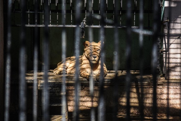 Löwin in einem Käfig.