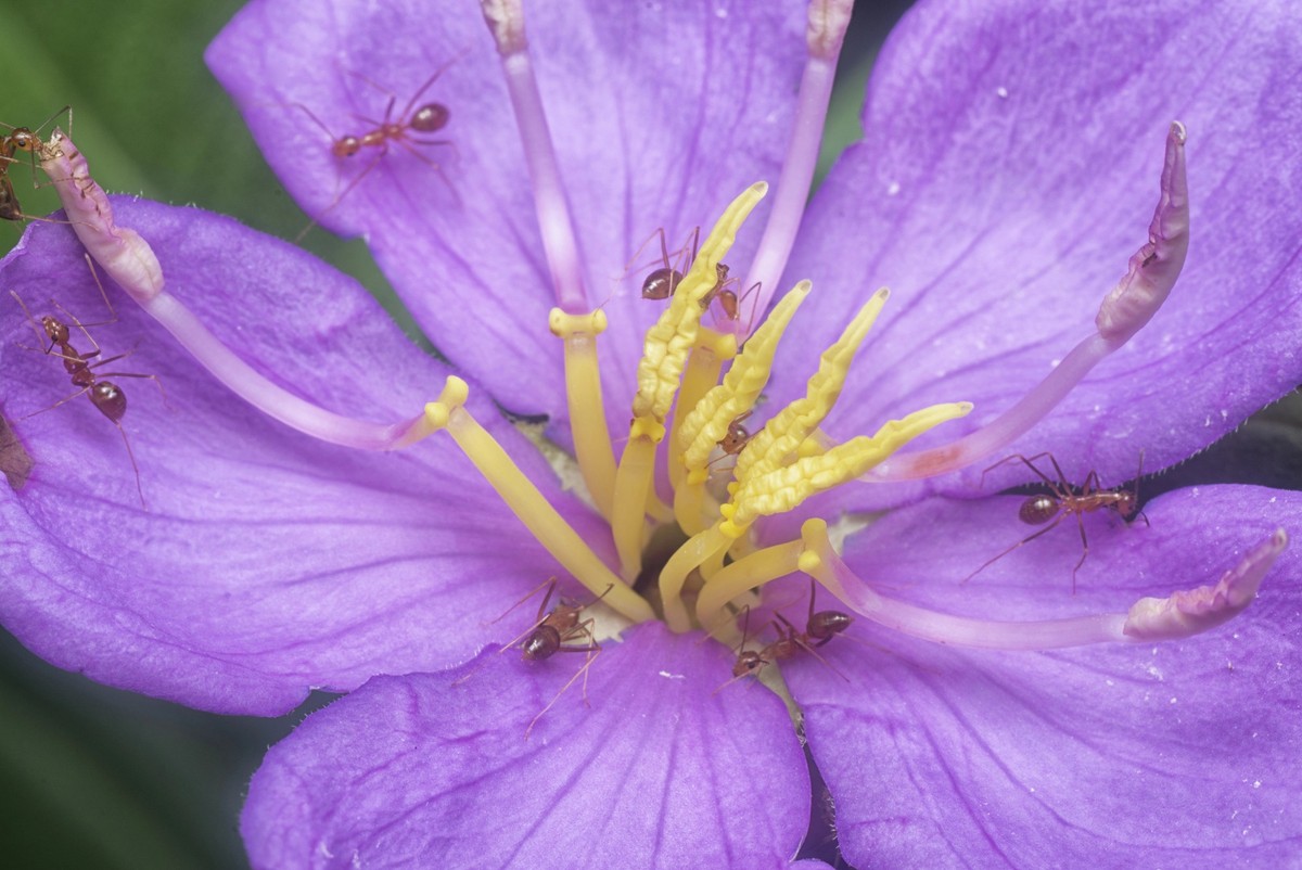 Close shot of the wild purple melastoma malabathricum flower