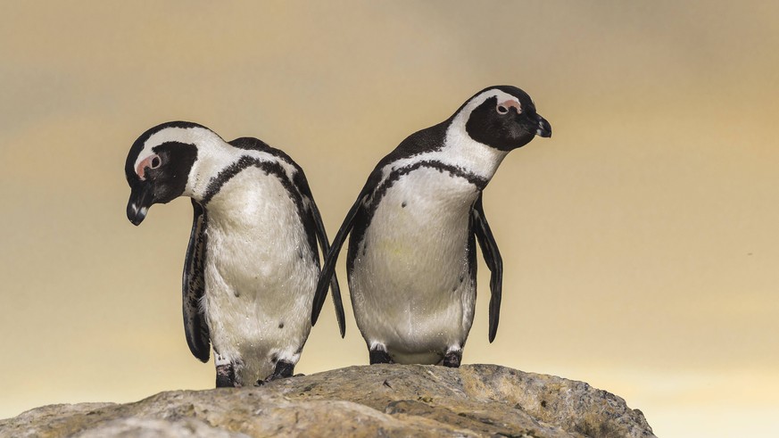 Pinguine, die sich sonst an den Stränden von Simon's Town in Südafrika tummeln, erkunden jetzt die Stadt. (Symbolbild)