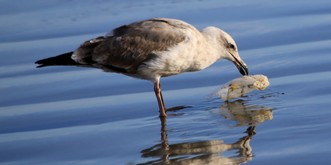 Plastikgeschirr adieu? 6 Antworten auf die Frage, wie die EU Müll im Meer
eindämmen will