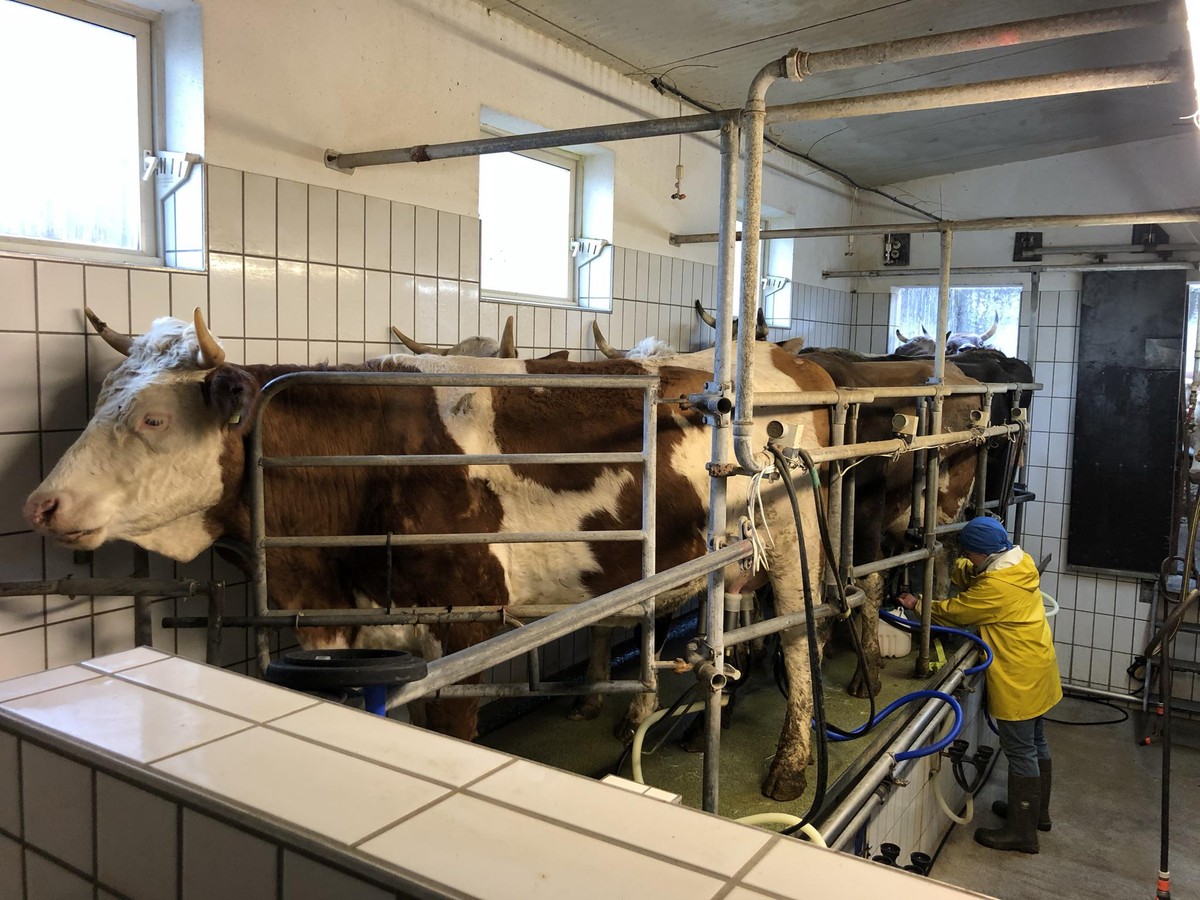 Weil die Wohlfühl-Temperatur von Kühen bei 15 Grad liegt, geben sie bei Hitze weniger Milch.