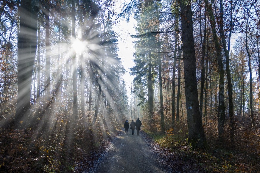 Three unrecognizable people photographed from behind walking on a forest path with the sun backlit and sun rays caused by the morning mist