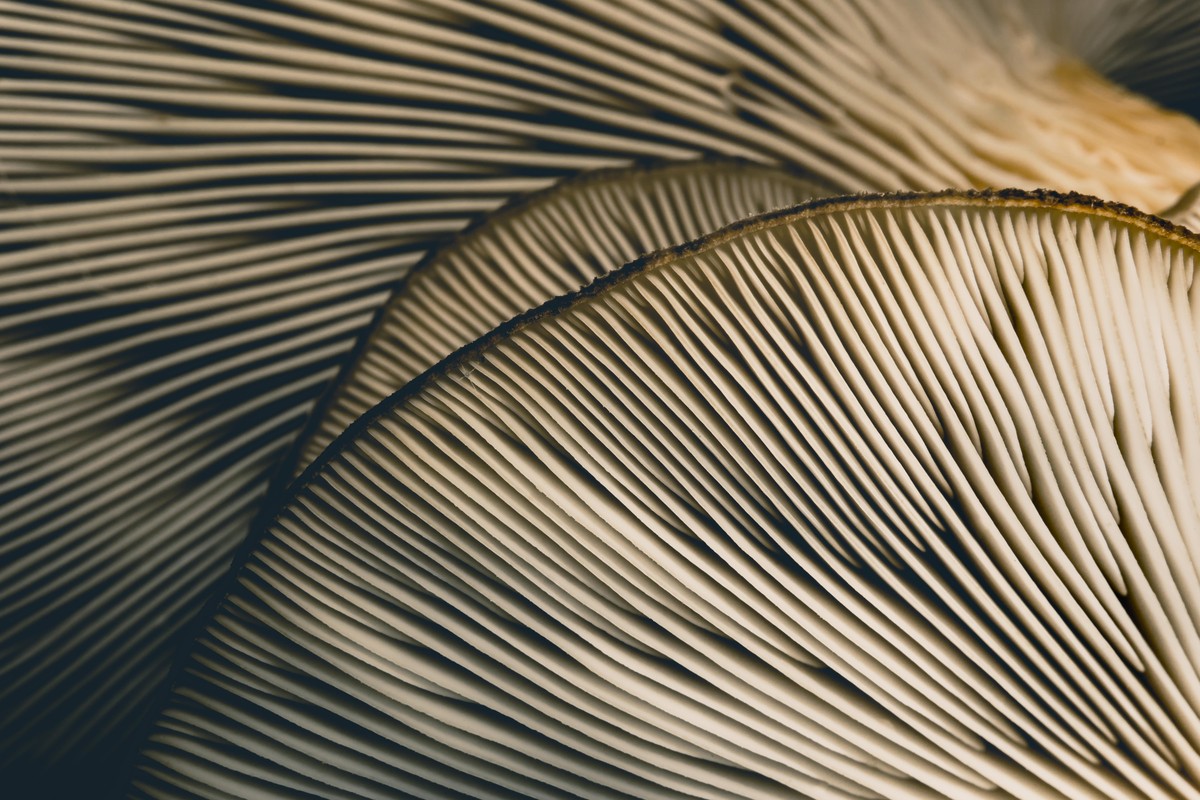 Backgrounds, Texture, Mushroom, Macrophotography, Design, Nature, Wildlife
