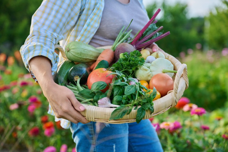 Close up basket of many different fresh raw organic vegetables in farmer woman hands, summer nature vegetable garden background. Harvest vegetables from organic farm, healthy food nutrition, gardening