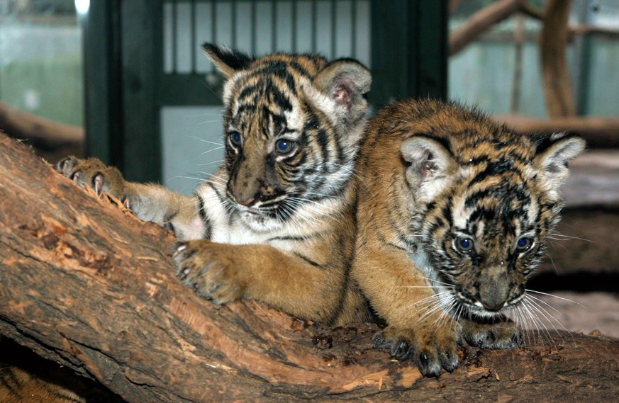 Bildnummer: 51626988 Datum: 05.01.2007 Copyright: imago/Steffen Schellhorn
Junge Indochinesische Tiger (Panthera tigris corbetti) im Bergzoo Halle, Tiere; 2007, Halle, Indochinatiger, Indochina-Tiger ...