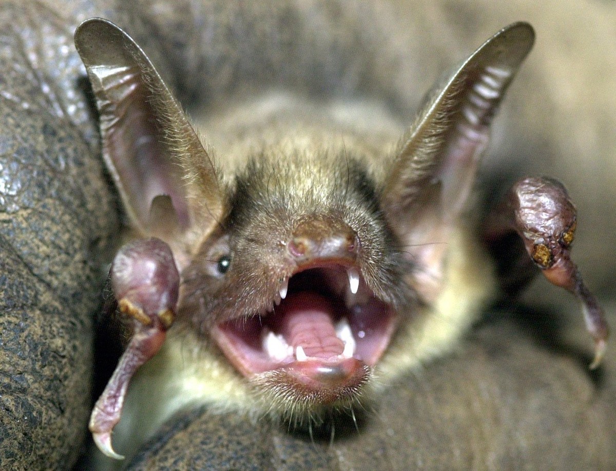 ARCHIV - 31.03.2003, Hessen, Kassel: Eine Fledermaus der Art &quot;Grosses Mausohr&quot; hat das Maul weit aufgerissen und die Ohren aufgestellt. (Zu dpa: �Flederm�use in Hessen suchen sicheren Unters ...