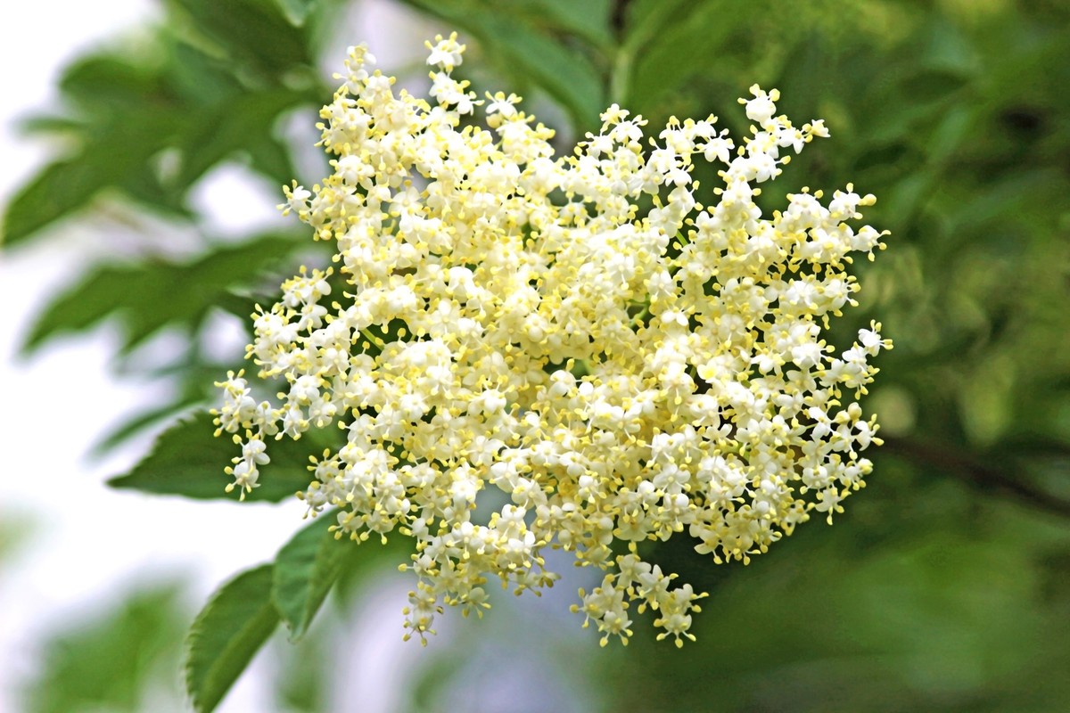 close-up of an elderflower on the elder tree