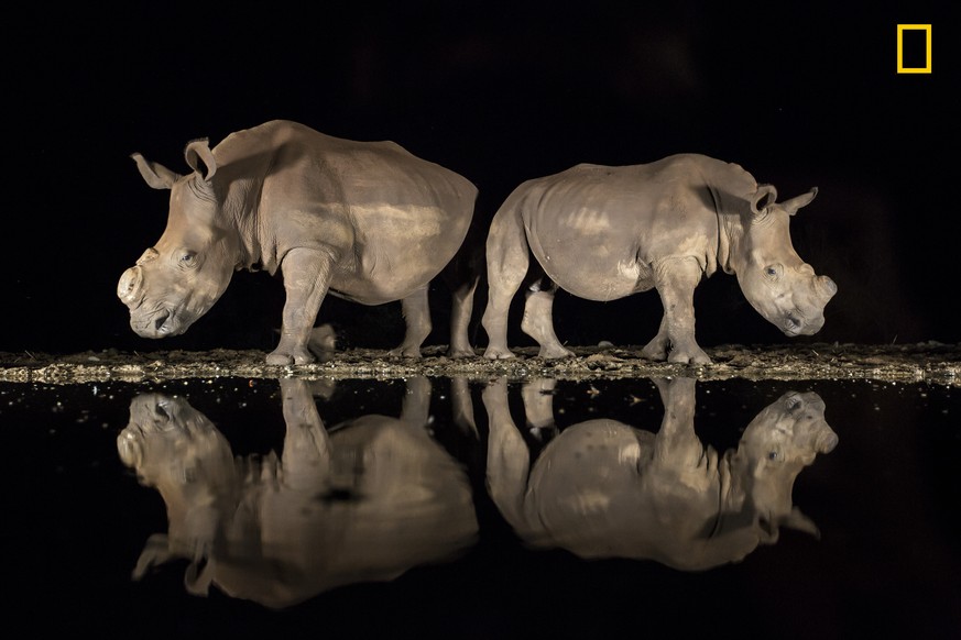 'Sporting a new look' These rhinos were dehorned in an effort to save them from poachers. The poaching of rhinos in South Africa has reached crisis level.Alison La