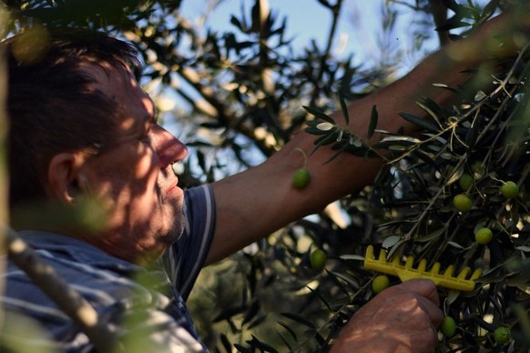 A west-Herzegovinan farmer picks olives from a tree, near Ljubuski on October 29, 2022. - Bosnia&#039;s agro-Mediterranean institute (FAZ) analysis said that the &quot;trends show that global warming  ...