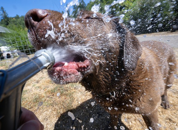 08.08.2023, USA, Elkton: Ein Labrador Retriever wird zur Abkühlung mit Wasser aus einem Gartenschlauch abgespritzt. Der Nationale Wetterdienst sagt für Ende der Woche Hitze voraus, in der die Temperat ...