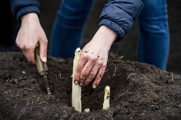 2022-04-06 10:59:50 LEPELSTRAAT - Ukrainian refugees during the first stabbing of the Brabantse Wal Asparagus by the kitchen team of Avondvrede, a reception location for Ukrainian refugees in Bergen o ...