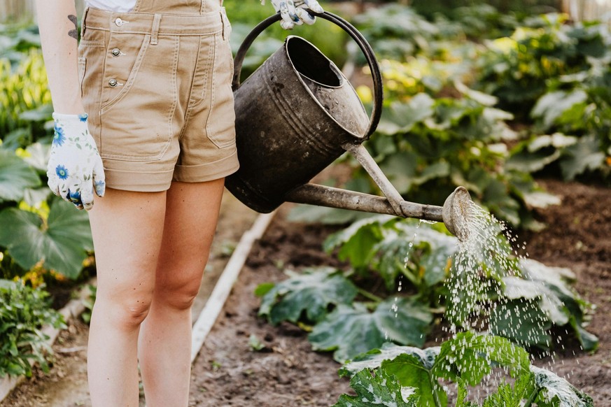 Gießkanne Gartenarbeit Pflanzen