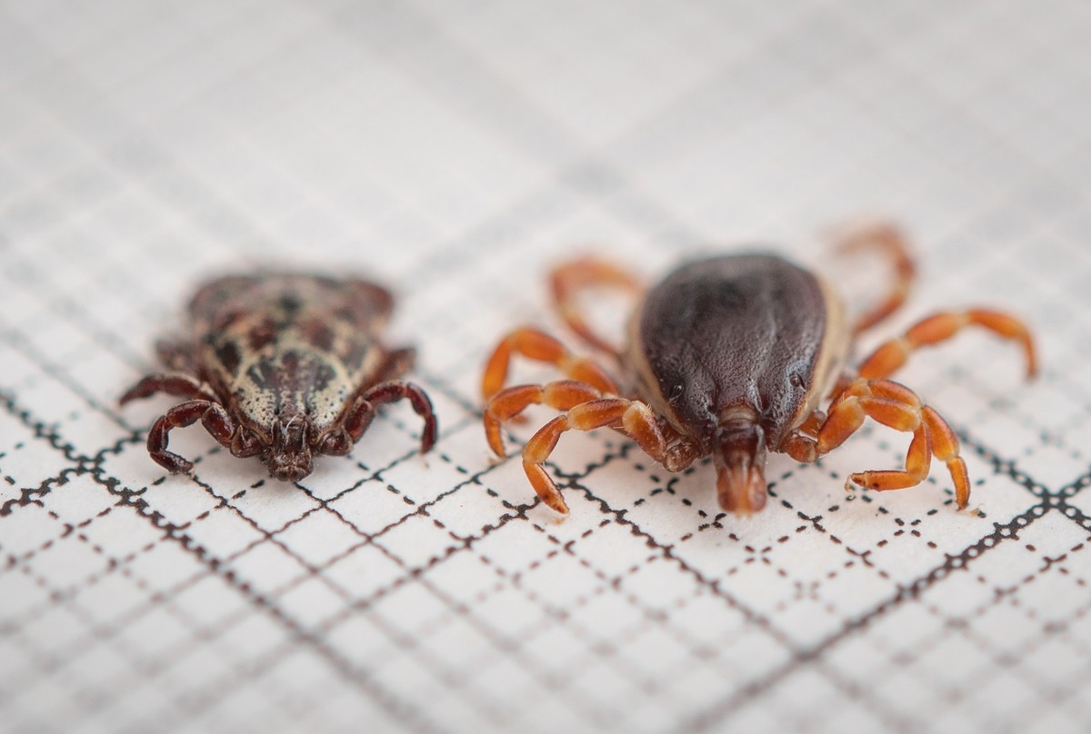 ARCHIV - 12.06.2019, Baden-W�rttemberg, Stuttgart: Eine Hyalomma rufipes (r) (M�nnchen) Zecke liegt neben einer Auwaldzecke der Gattung Buntzecken (Dermacentor reticulatus, M�nnchen) auf einem Millime ...