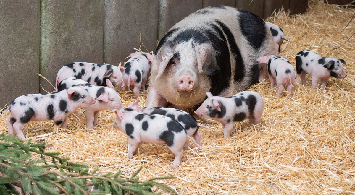Die Borsten-Babies mit Muttersau Gerda
