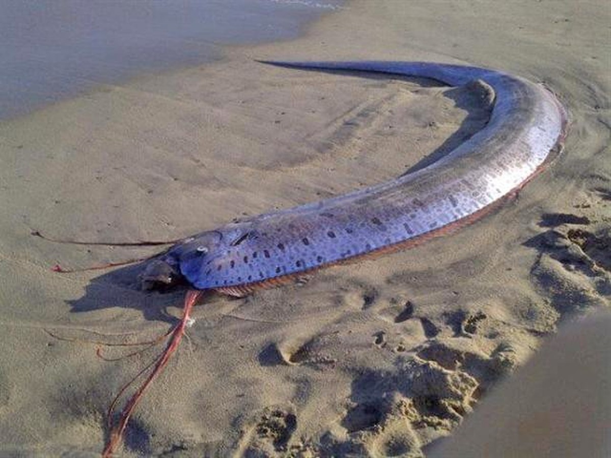 Sieht aus wie ein Bandwurm, ist aber ein Riemenfisch.