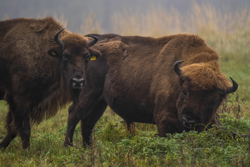 Ein Wisent Bos bonasus im Wildpark Schorfheide in Groß Schönebeck Landkreis Barnim im Biosphärenreservat Schorfheide-Chorin. Foto: Volker Hohlfeld Wisent im Wildpark Schorfheide *** A bison Bos bonasu ...