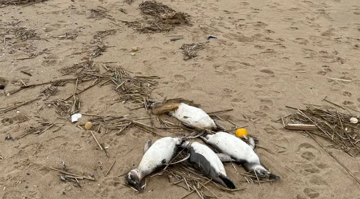 Fehlende Nahrung durch Überfischung könnte den Pinguinen zum Verhängnis geworden sein.