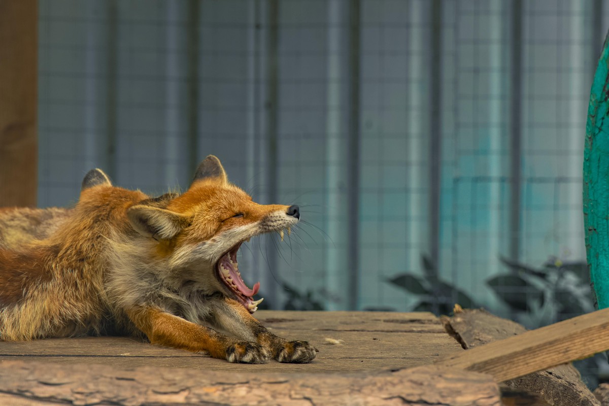 yawning fox animal shelter cute photography behind grid