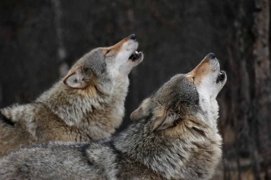 In Deutschland gibt es inzwischen 161 Wolfsrudel.
