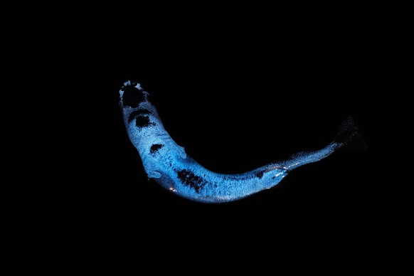 Pygmy shark Euprotomicrus bispinatus captive, bioluminescing. Captive, Kona, Hawaii, Central Pacific Ocean. PUBLICATIONxINxGERxSUIxAUTxONLY 1534176 DougxPerrine