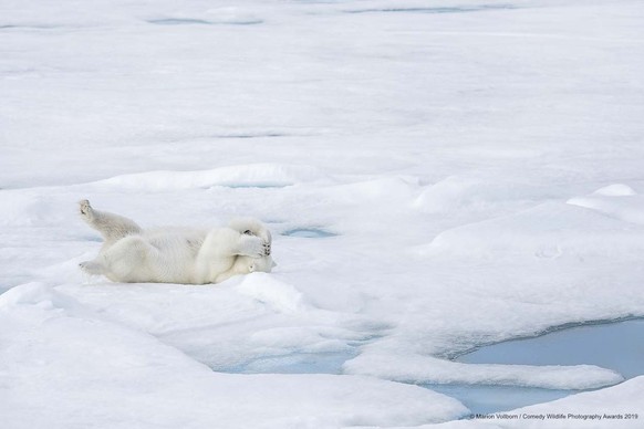 The Comedy Wildlife Photography Awards 2019Marion VollbornBurscheidGermanyPhone: 0049 15158060277Email: info@ma-vo.deTitle: hideDescription: a playful polar baerAnimal: polar baerLocation of  ...