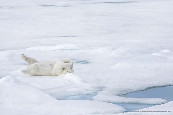 The Comedy Wildlife Photography Awards 2019
Marion Vollborn
Burscheid
Germany
Phone: 0049 15158060277
Email: info@ma-vo.de
Title: hide
Description: a playful polar baer
Animal: polar baer
Location of  ...