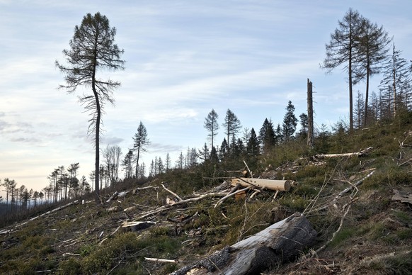 277.000 Hektar Wald sind zerstört und müssten aufgeforstet werden – eine Fläche, größer als das Saarland.