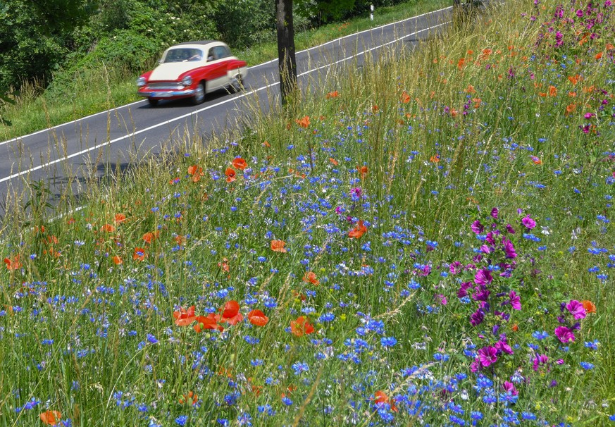 14.06.2019, Brandenburg, Lietzen: Unterschiedliche Wildblumen bl