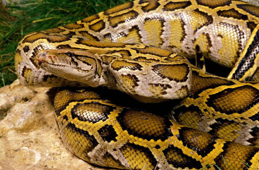 Indischer Python python molurus, Erwachsener *** Indian python python molurus , adult Copyright: imageBROKER/G.xLacz ibllag05286463.jpg Bitte beachten Sie die gesetzlichen Bestimmungen des deutschen U ...