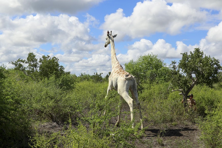 Die weiße Giraffe hat den seltenen Gen-Defekt Leuzismus.