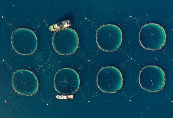 Drohnenfoto einer Fischfarm im Mittelmeer bei Izmir, Türkei, wo Thunfische gezüchtet werden, um nach Japan und Südkorea verkauft zu werden.