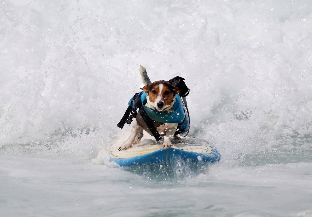 Entertainment Bilder des Tages Surfender Jack Russel Hund am Strand von Ipanema in rio de Janeiro October 29, 2024, Rio De Janeiro, Rio De Janeiro, Brazil: BENJI, a 4-year-old Jack Russell Terrier, st ...