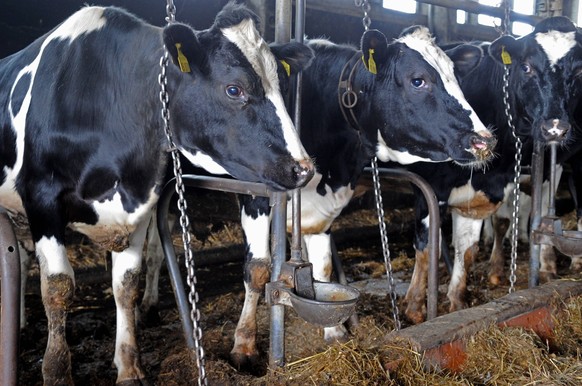 Bildnummer: 59783021 Datum: 21.04.2011 Copyright: imago/blickwinkel
Hausrind (Bos primigenius f. taurus), im Stall angekettete Milchkuehe, Deutschland domestic cattle (Bos primigenius f. taurus), dair ...