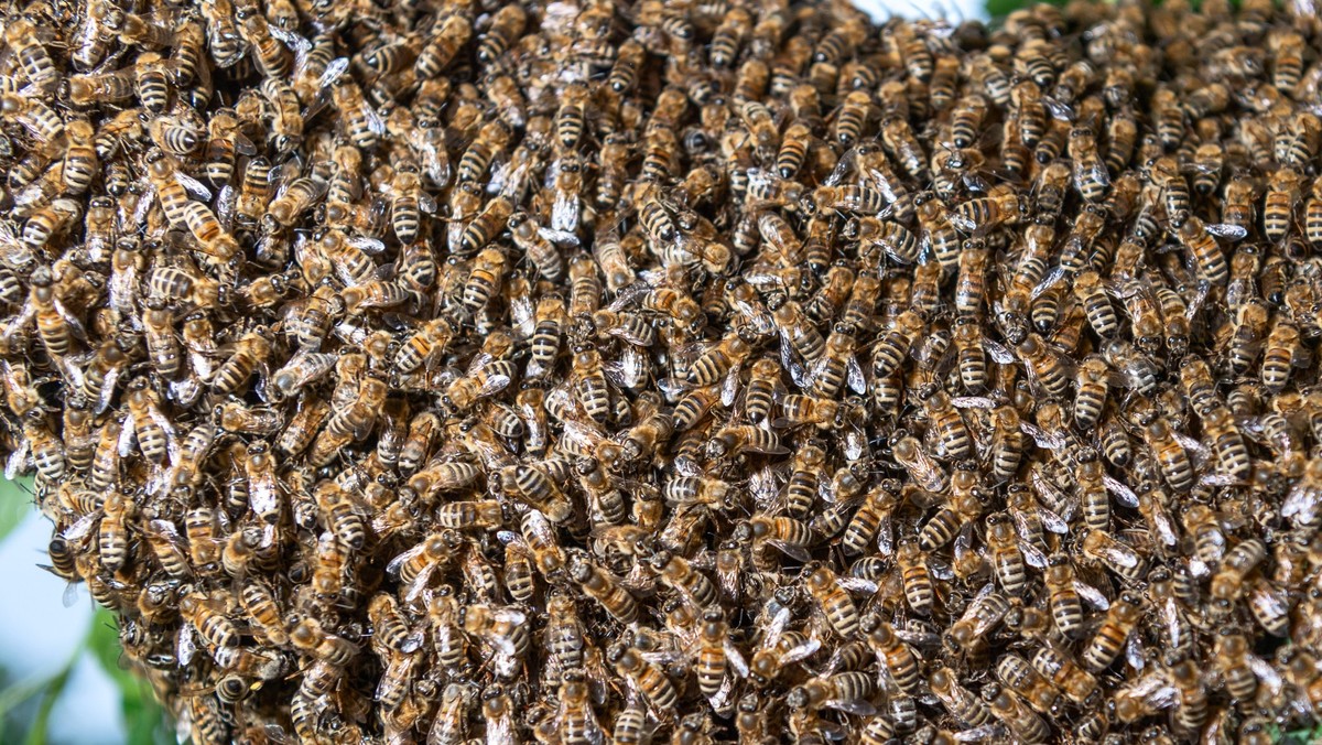 ARCHIV - 11.06.2019, Sachsen, Dresden: Ein Bienenschwarm ist an einem Kirschbaum in einem Kleingarten zu sehen. Der Schwarmtrieb dient dem nat