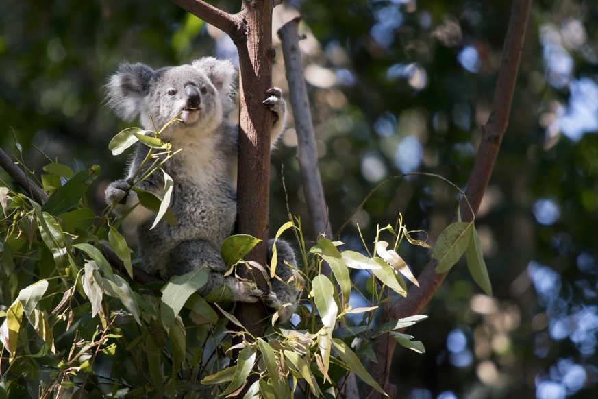 the joey koala is in a tree looking for leaves