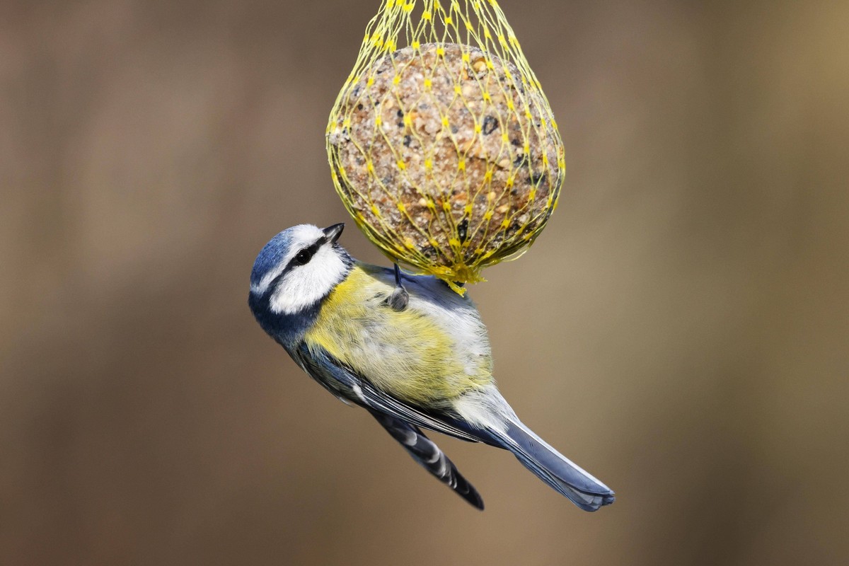 Blaumeise Parus caeruleus hängt an einem Meisenknödel, Vogelfütterung im Winter, Schleswig-Holstein, Deutschland, Europa *** Blue Tit Parus caeruleus Hangs to a Fat balls, Bird feeding at Winter, Schl ...