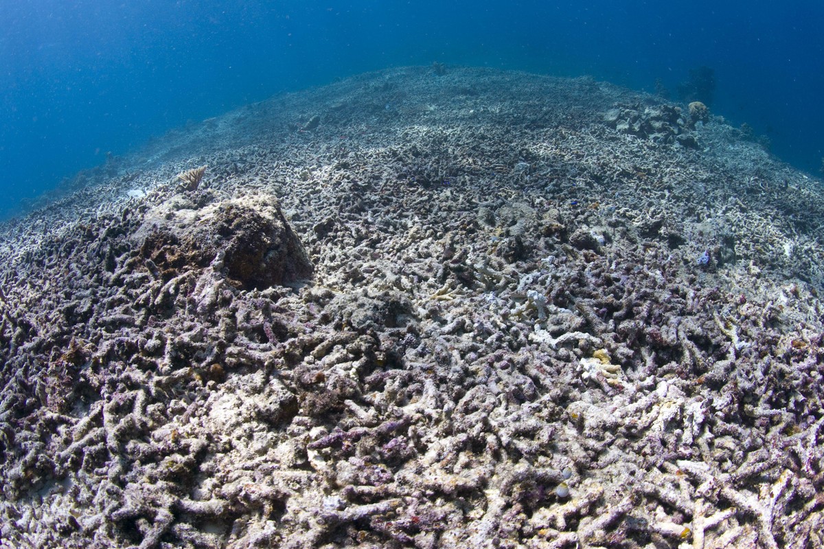 Ein durch Sturm zerstörtes Korallenriff, Indonesien.|A coral reef destroyed by storm, Indonesia. |