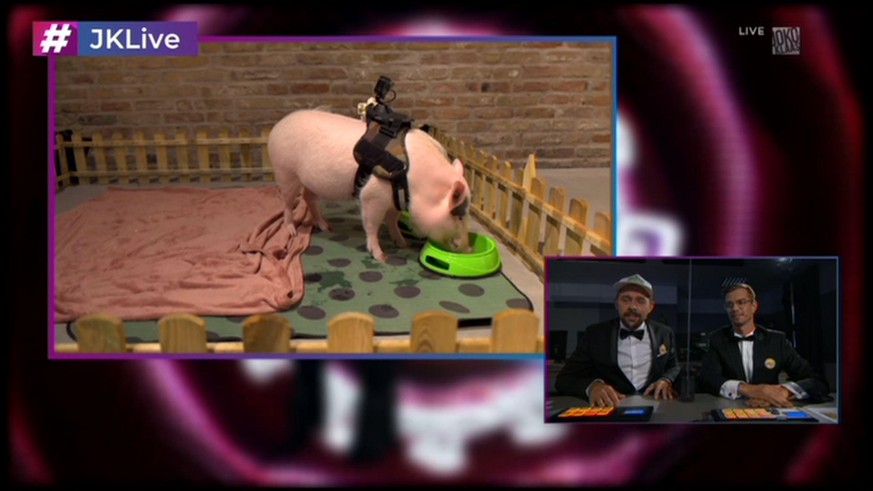 Schwein Paul, Klaas und Joko: In der Senderzeit führte das Schwein durch das Programm.