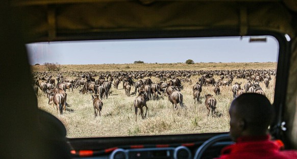 July 25, 2023, Masai, Masai Mara, Kenya: Wildebeest are seen through a safari vehicle during the Great Migration next to the Mara river in the Masai Mara. .Every year between July to September the nat ...