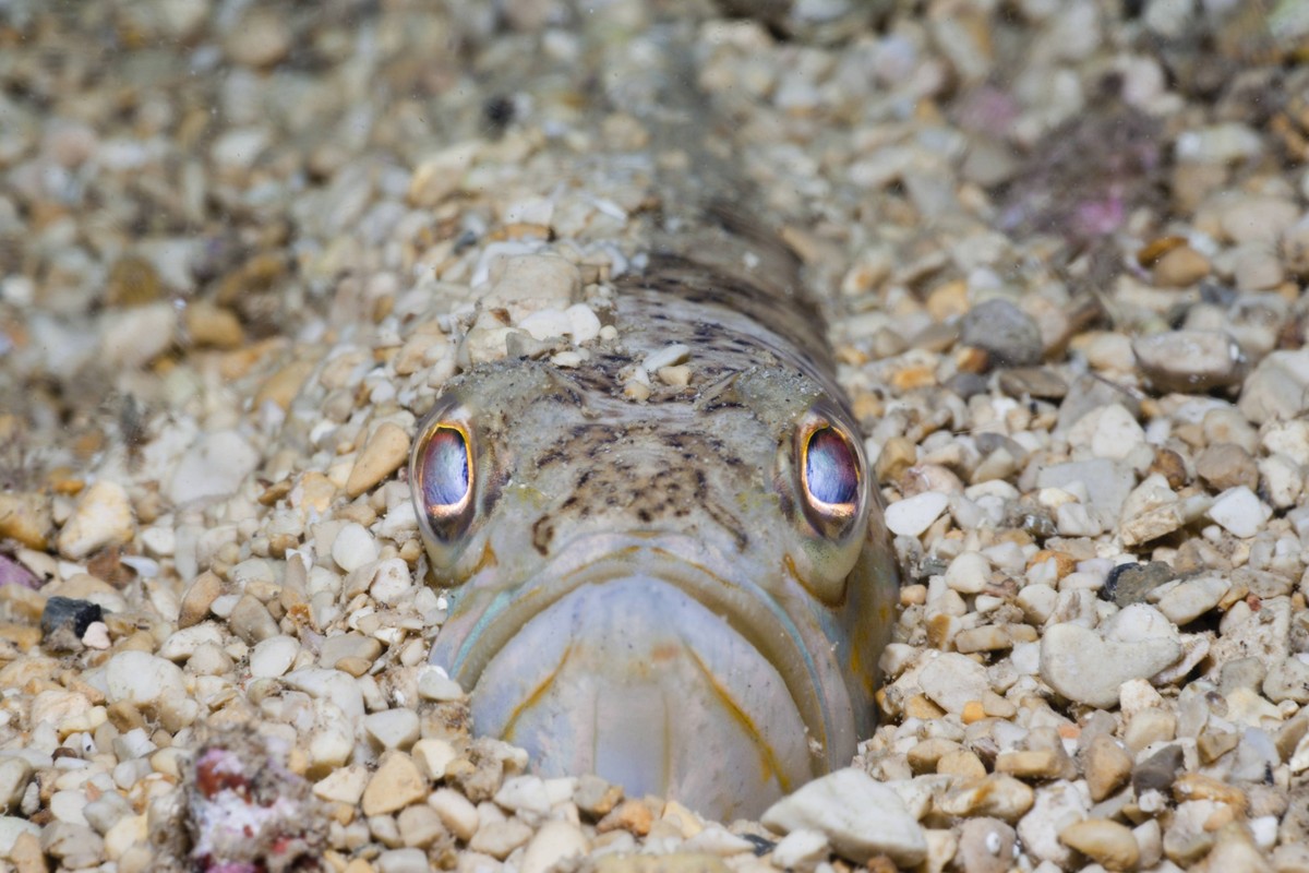 Bildnummer: 55827439 Datum: 01.01.2011 Copyright: imago/OceanPhoto
Grosses Petermaennchen, Trachinus radiatus, Istrien, Adria, Kroatien Streaked Weever, Trachinus radiatus, Istria, Adriatic Sea, Croat ...