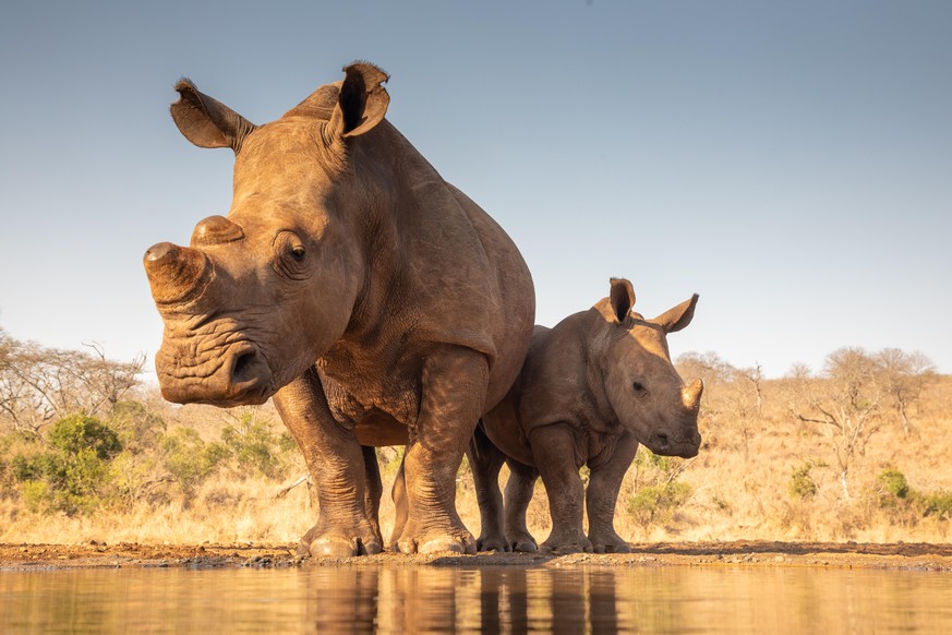 A mother and baby rhino approach a pond for drinking