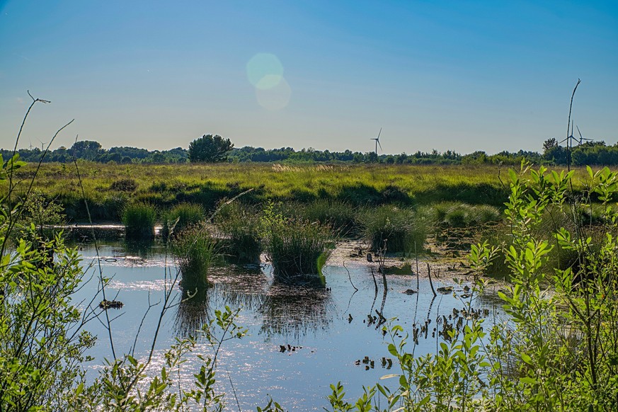 Picture shows a landscape view at a bog in Germany.