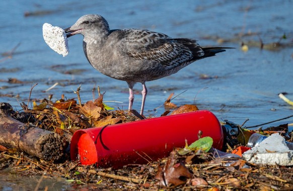 Seal Beach, CA - December 13: A gull picks up a piece of trash that washed up along the bank of the San Gabriel River just a few hundred yards from the Pacific Ocean in Seal Beach on Tuesday morning, ...