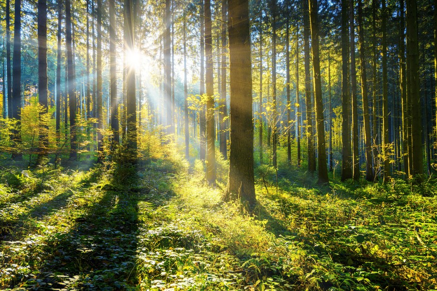 sunshine and sunrays in the woods