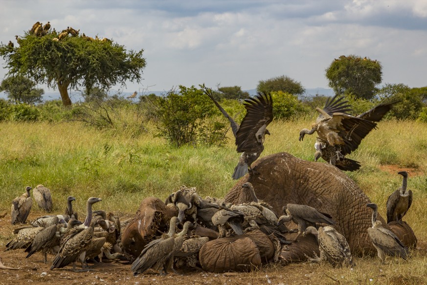 On the Laikipia Plateau in Kenya, Rüppell's griffon vultures (Gyps rueppelli) and white-backed vultures (Gyps africanus) squabble over an elephant carcass (Loxodonta africana). Dozens of vultures can  ...