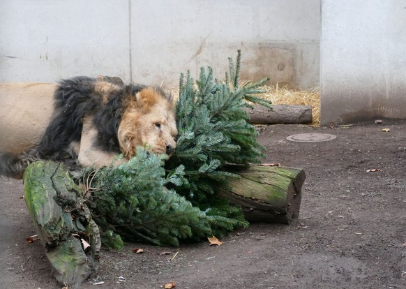 HANDOUT - 19.12.2023, Hessen, Frankfurt/Main: Ein Löwe beschäftigt sich mit einem Weihnachtsbaum im Frankfurter Zoo. Der Zoo nimmt alljährlich Bäume an, die im Dezember nicht verkauft wurden und gibt  ...