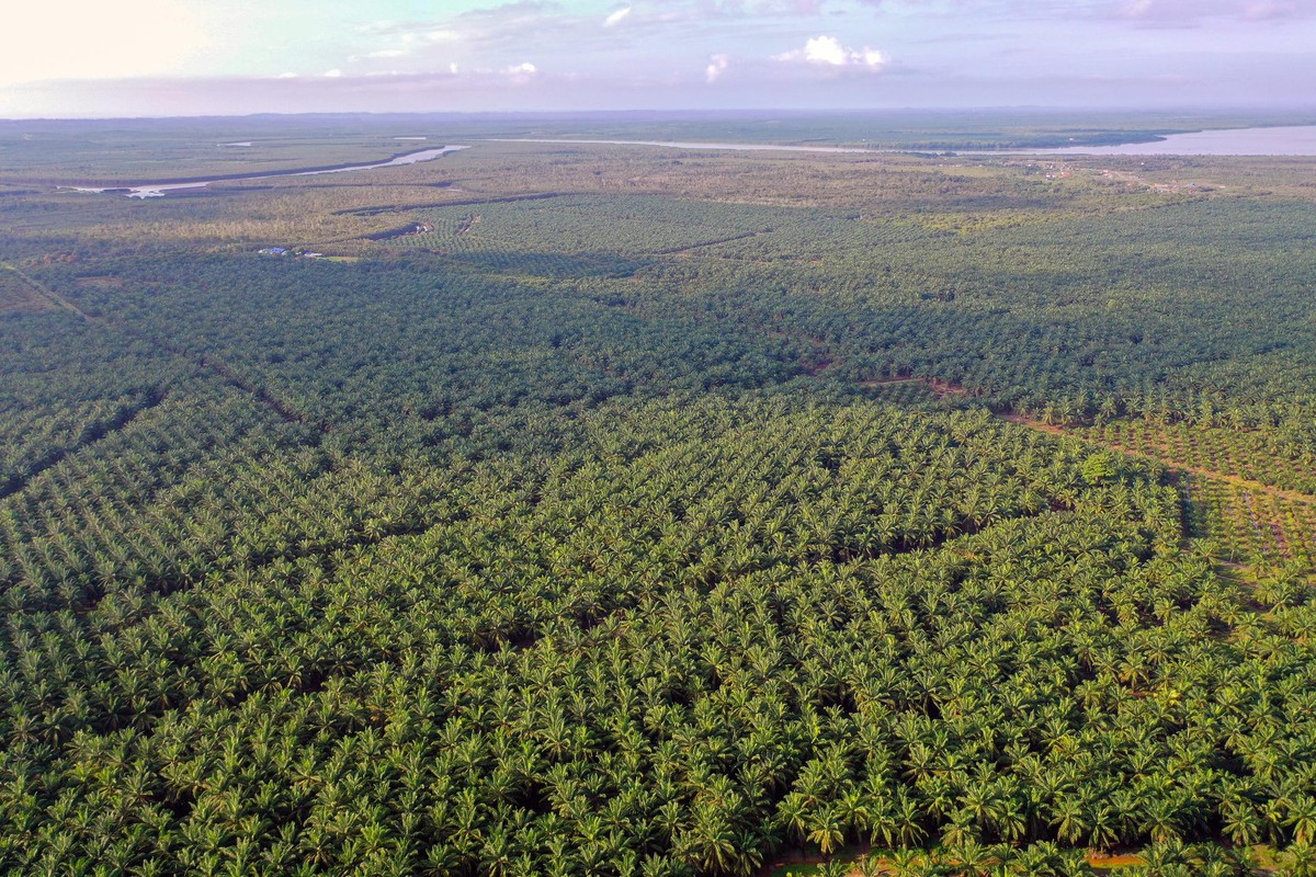 Aerial view of oil palm agroforestry.Image capture by drone
