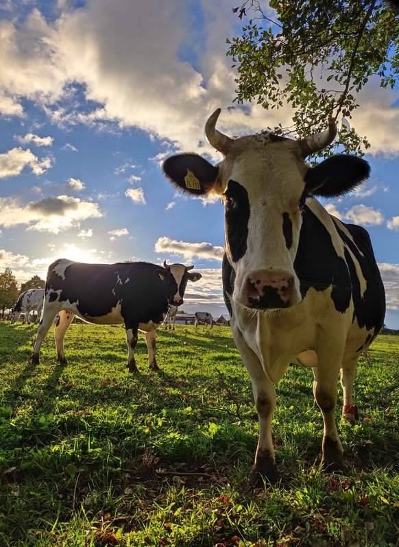 Der Käse wird aus der Milch der hofeigenen Tiere hergestellt.