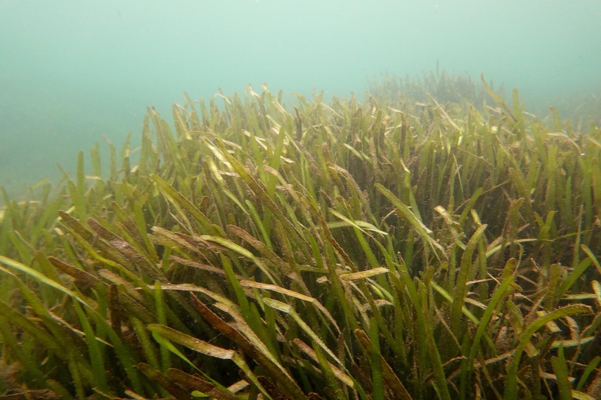 HOMOSASSA, FLORIDA - OCTOBER 05: Seagrass in the Homosassa River on October 05, 2021 in Homosassa, Florida. Conservationists, including those from the Homosassa River Restoration Project, plant seagra ...